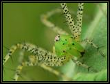 Green Lynx Spider