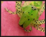 Green Lynx Spider Face