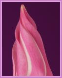 Mandevilla1.jpg