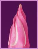 Mandevilla2.jpg