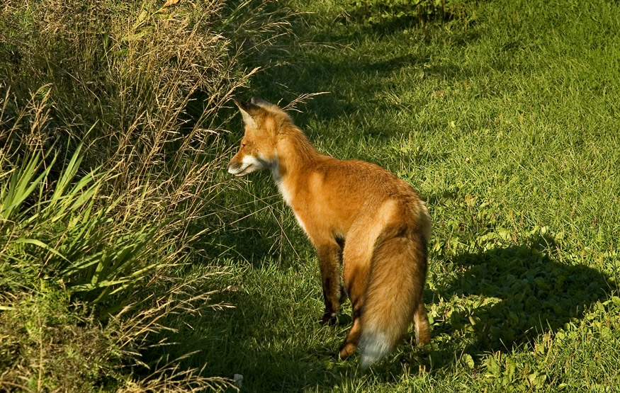 RENARD  LAFFUT   /   FOX