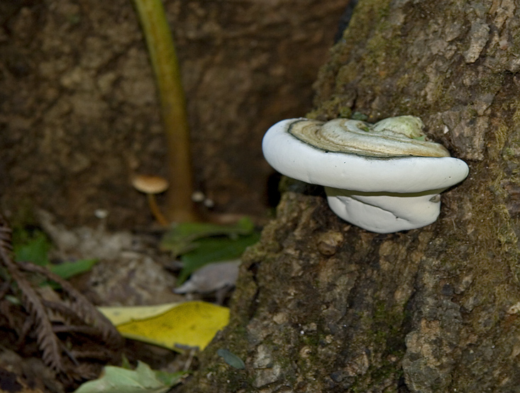 CHAMPIGNON