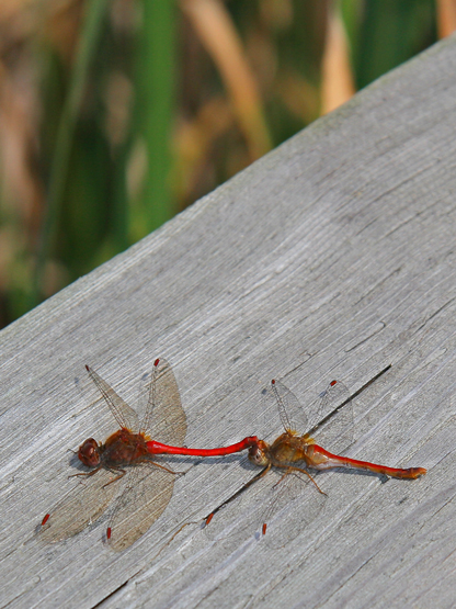 LIBELLULE / DRAGON FLY