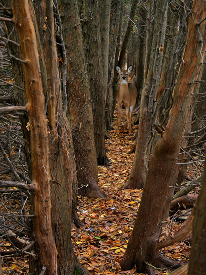 CERF DE VIRGINIE / WHITE TAILED DEER