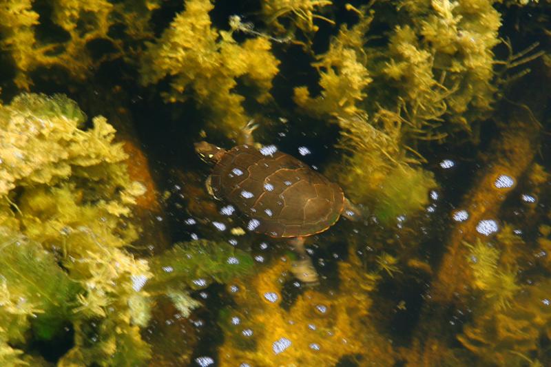APNE - TORTUE PEINTE  /  MIDLAND PAINTED TURTLE