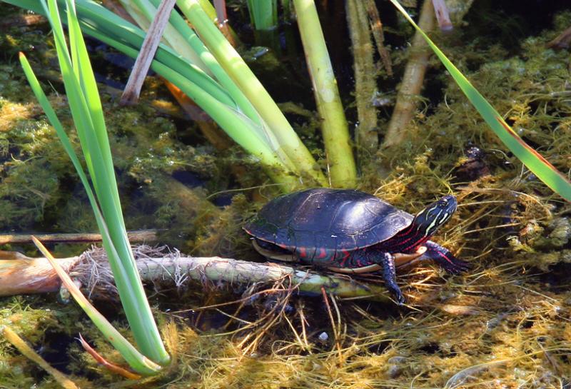 TORTUE PEINTE  /  MIDLAND PAINTED TURTLE