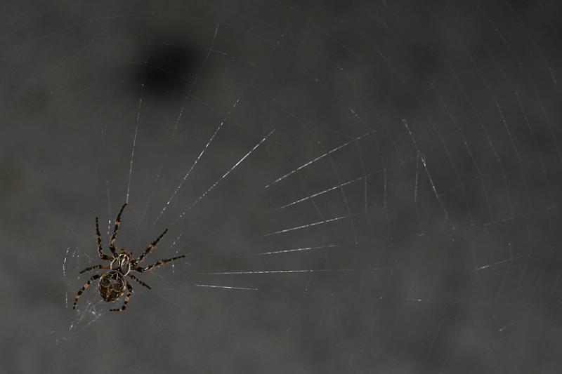 ARAIGNE / SPIDER