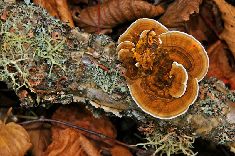 Champignon WOOD EAR / Champignon / Fungi