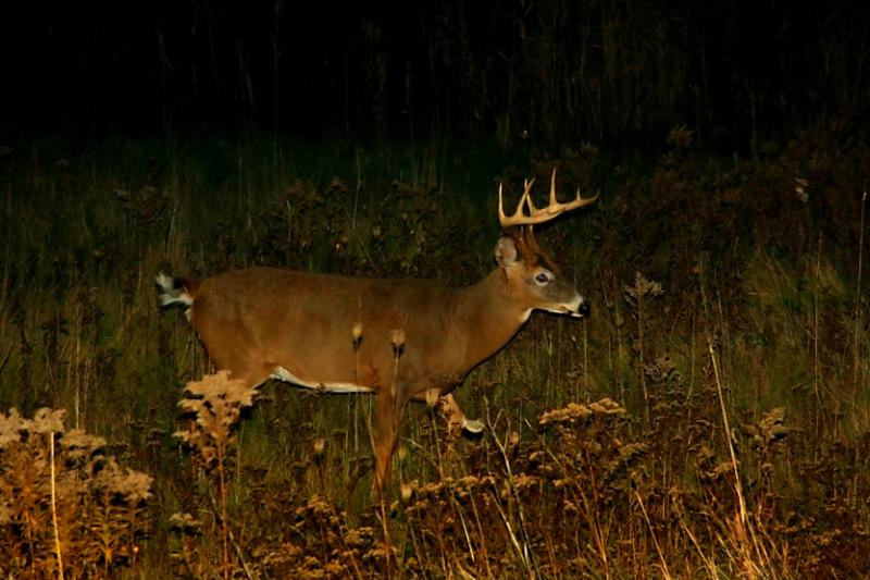 DIX POINTES  /  PANACHE  /   CERF  /  DEER