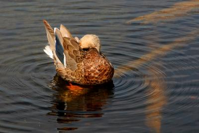 CANARD COLVERT / MALLARD