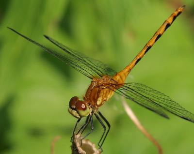 LIBELLULE / DRAGON FLY