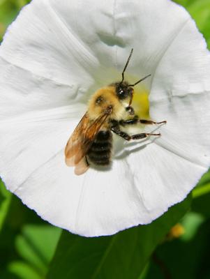 BOURDON DES CHAMPS