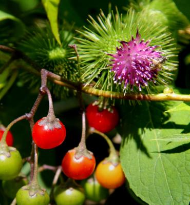 VIGNE ET CHARDON