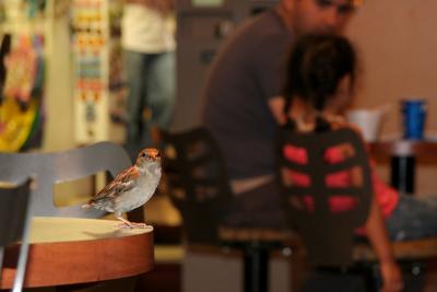PITPIT DANS UN RESTO