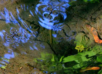 PATINEURS (HYDROMTRE GERRIS LACUSTRIS)