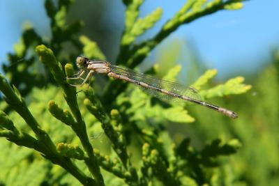 LIBELLULE / DRAGON FLY