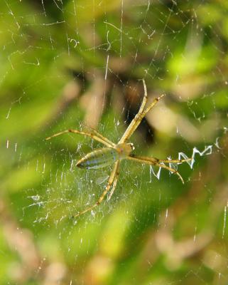 ARAIGNE DES CHAMPS / SPIDER