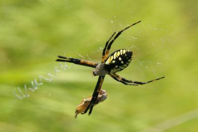 ARAIGNE ARGIOPE DORE / SPIDER ARGIOPE KEYSERLINGI