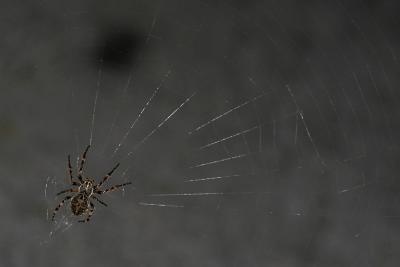 ARAIGNE / SPIDER