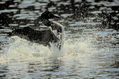 PLONGEON HUARD