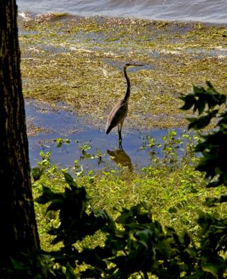 GRAND HRON / GREAT BLUE HERON