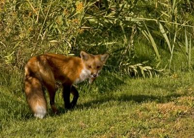 CHASSE RUSSIE   /   FOX