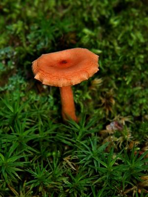 Champignon / Fungi