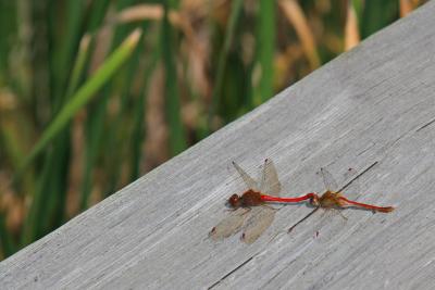 LIBELLULE / DRAGON FLY