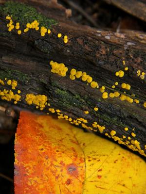 Fungi / Champignon