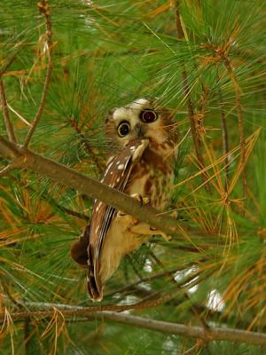 PETITE NYCTALE / NORTHERN SAW-WHET OWL