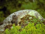 FAUCON PELERIN / PEREGRINE FALCON