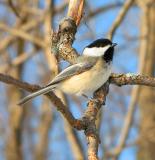 BLACK-CAPPED CHICKADEE / MSANGE  TTE NOIRE