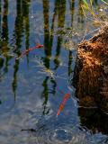 Sympétrum (Tardif) rouge / Sympetrum costiferum / Saffron-winged Meadowhawk