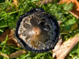 Fungi / Champignon / Fungus