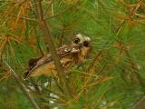 PETITE NYCTALE / NORTHERN SAW-WHET OWL