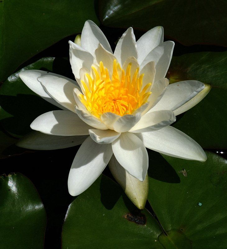 PICT0741a.jpg