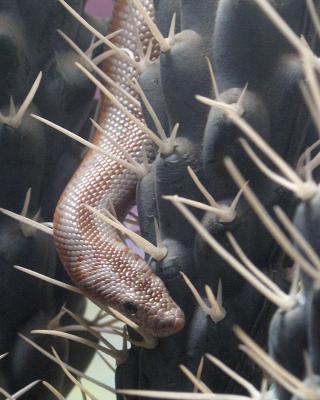 Rosy boa.jpg