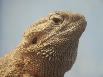 There be dragons.jpg