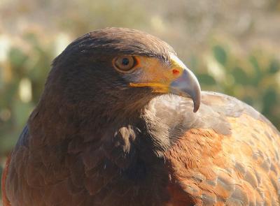 v3/45/598445/3/49666170.Harrishawk1.jpg