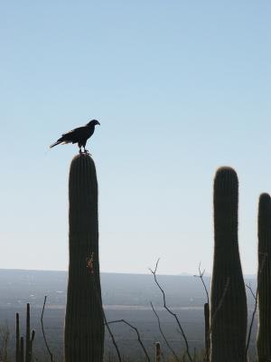 v3/45/598445/3/49666171.Harrishawk2.jpg