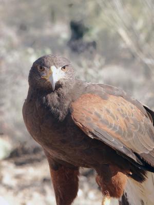 v3/45/598445/3/49666172.HarrisHawk3.jpg