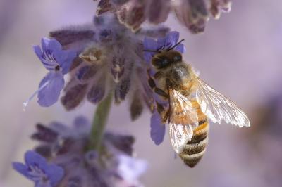Bee 1.jpg
