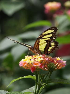 Butterfly B.jpg