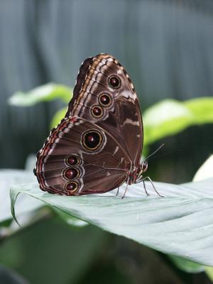 Butterfly C.jpg