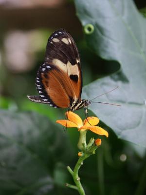 Butterfly D.jpg