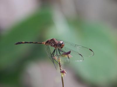 Dragonfly A.jpg