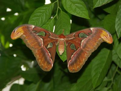 Moth.jpg