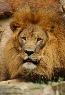 Lion 101.jpg
