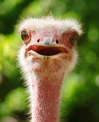 Ostrich 101.jpg