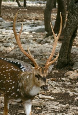 Axis Deer 01.jpg